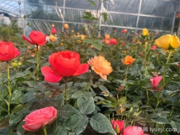 湖北麻城：玫瑰女王杨锦芬的振兴梦