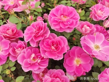 推荐抗病耐雨淋的低维护月季品种