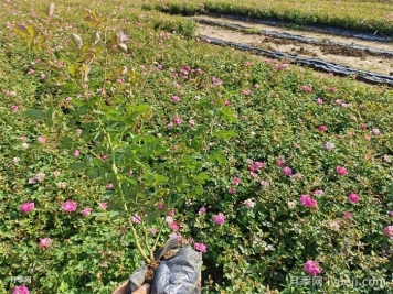 月季的秋季养护，防治病虫害