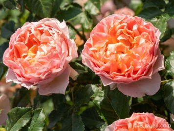 锦嫣月季，藤灌二用，美得不像话