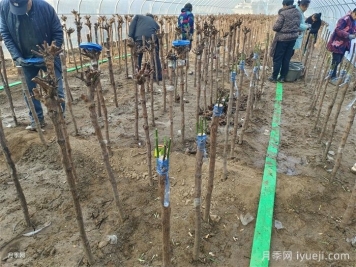 月季树大棚培养技能