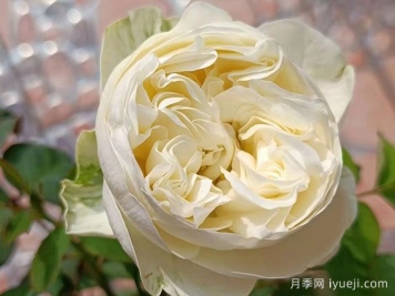 冰雪世界月季Frozen