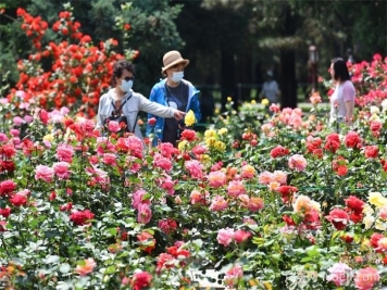 2023年北京月季文化节暨第42届月季展在天坛公园月季园举行