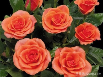 德国科德斯的柯德娜月季(Kordana)特点和品种资料