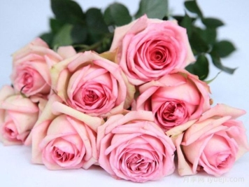 古董柯德娜月季/古董科德娜Antike Kordana