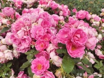 平顶山市花是什么？适合种月季吗？