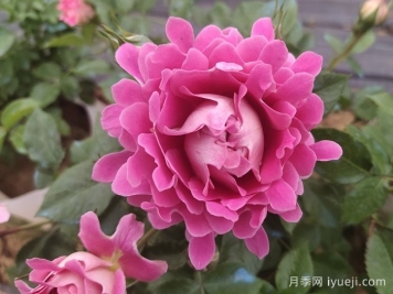 月季高压养殖法