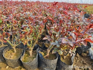 2月月季养护指南与注意事项