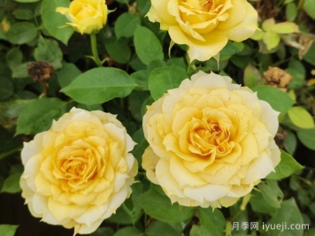 阳光古董月季的优缺点是什么？