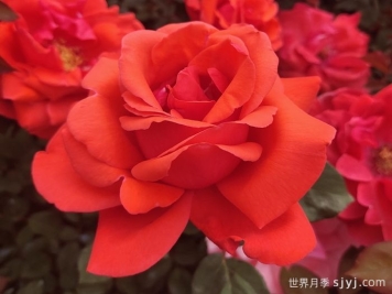 绯扇月季/菲扇Hiogi