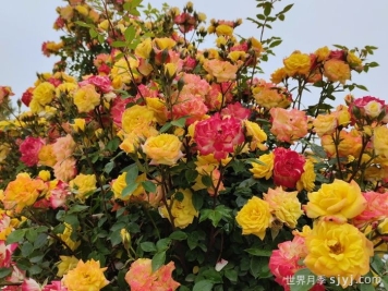 藤彩虹月季Cl Rainbow's End