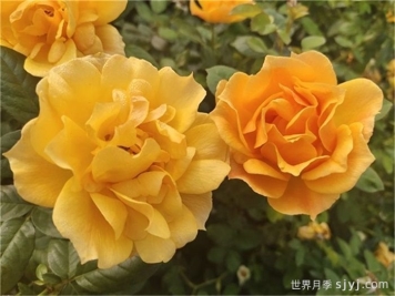 黄从容月季/黄丛蓉Yellow Leisure Liness