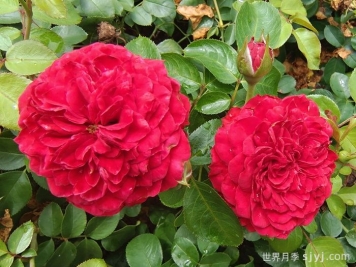 红色达芬奇月季/红达月季Red Leonardo da Vinci