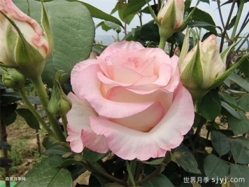 朱米莉亚月季/艾莎月季/爱莎玫瑰Jumilia