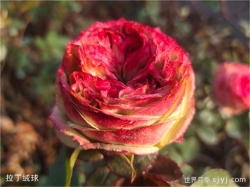 拉丁绒球月季Latin Pompon Freelander