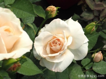 比利时公主月季的优缺点是什么？