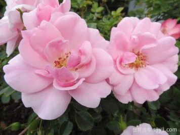 伯尼卡月季/博尼卡月季Bonica