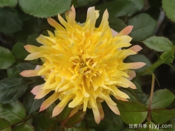 烟花波浪月季/烟花褶边Fireworks Ruffles