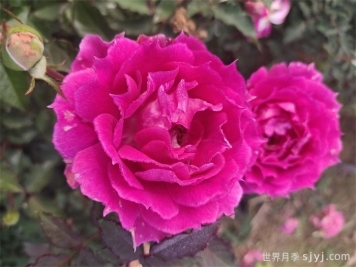 天方夜谭月季Sheherazad