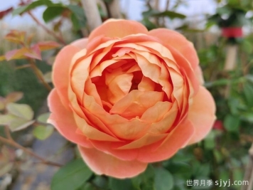 夏洛特夫人月季/夏洛特女郎Lady of Shalott