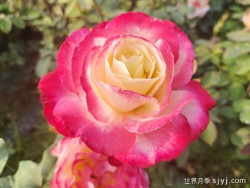 红双喜月季/双份喜悦月季Double Delight