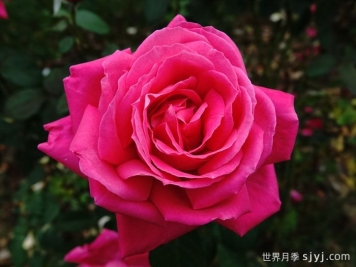 全美小姐月季/全美丽人Maria Callas