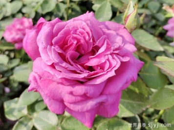 蓝河月季Blue River