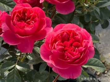 绝色果汁月季/绝色果汁阳台