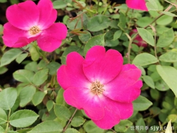 小桃红月季Marjorie Fair