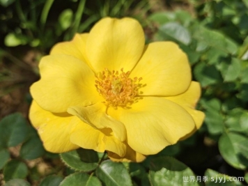 欢笑月季Bright Smile