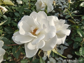 冰山月季Ice Berg