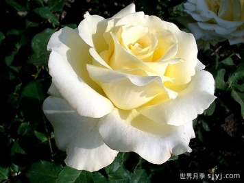 伊琳娜月季/埃琳娜/漂多斯月季Elina