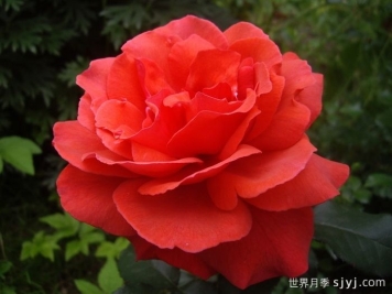 香云月季Fragrant Cloud