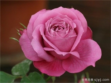 蓝和平月季Blue Peace