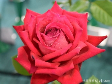 红和平月季Karl Herbst