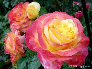 爱与和平月季Love Peace