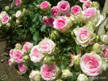 藤本小伊甸园月季的优缺点是什么？