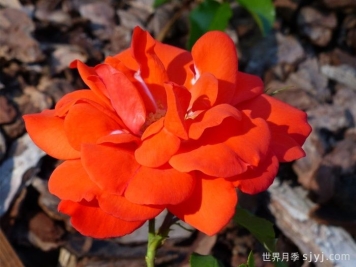 花房月季Hanabusa