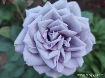 转蓝月季Turn Blue