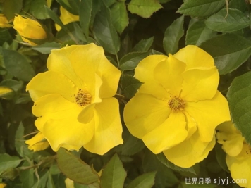 金玛丽月季/金玛莉月季Goldmarie