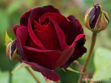 黑美人月季Black Beauty(大花)