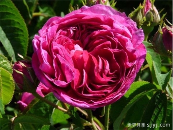 查尔斯磨坊月季/查尔斯米尔斯月季Charles de Mills