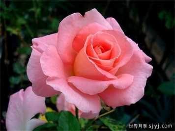 保罗希尔维尔月季/萨克索Paul Shirville