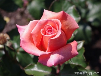 格特鲁德施韦策月季Gertrud Schweitzer