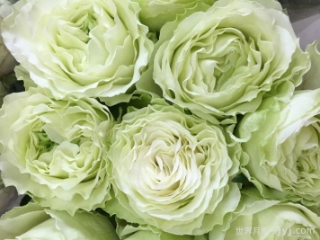 女士时装月季/高级时装Haute Couture