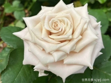 曼塔月季/蔓塔月季Menta