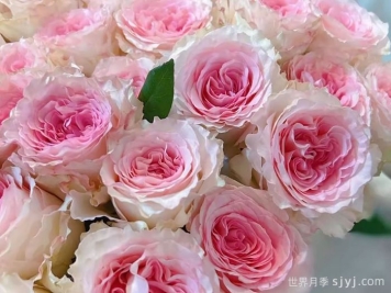 洛神月季/洛河女神Goddess of the Luo River