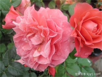 芳香王阳台月季/香香公主/蜜桃果汁Fragrance King Terrazza