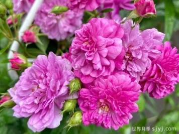 甜蜜马车月季/爆香紫月季Sweet Chariot