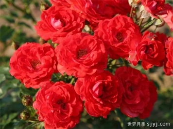 矮仙女09月季Zwergenfee09